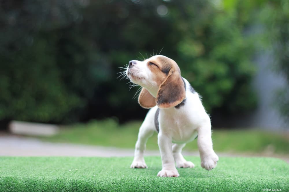 Decoding Canine Fear Phases: A Guide for Dog Owners