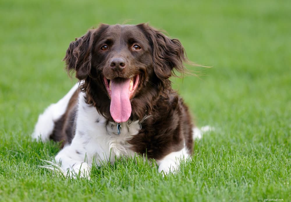Why Is My Dog Panting and Restless? Expert Insights & Quick Solutions