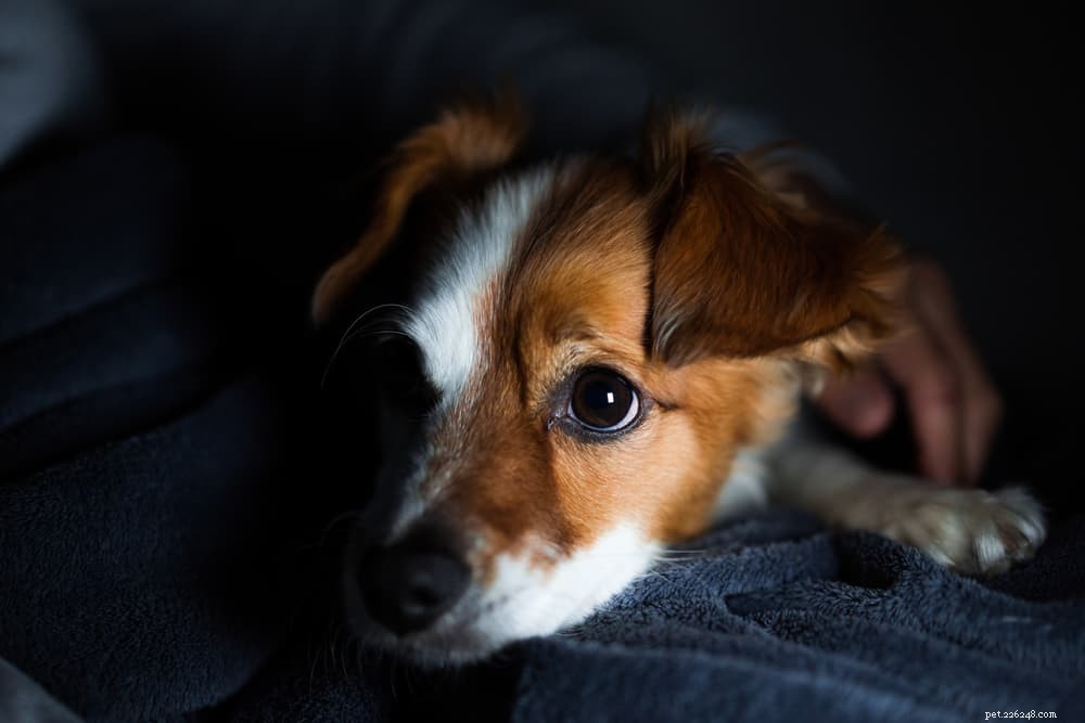 Why Is My Dog Panting and Restless? Expert Insights & Quick Solutions