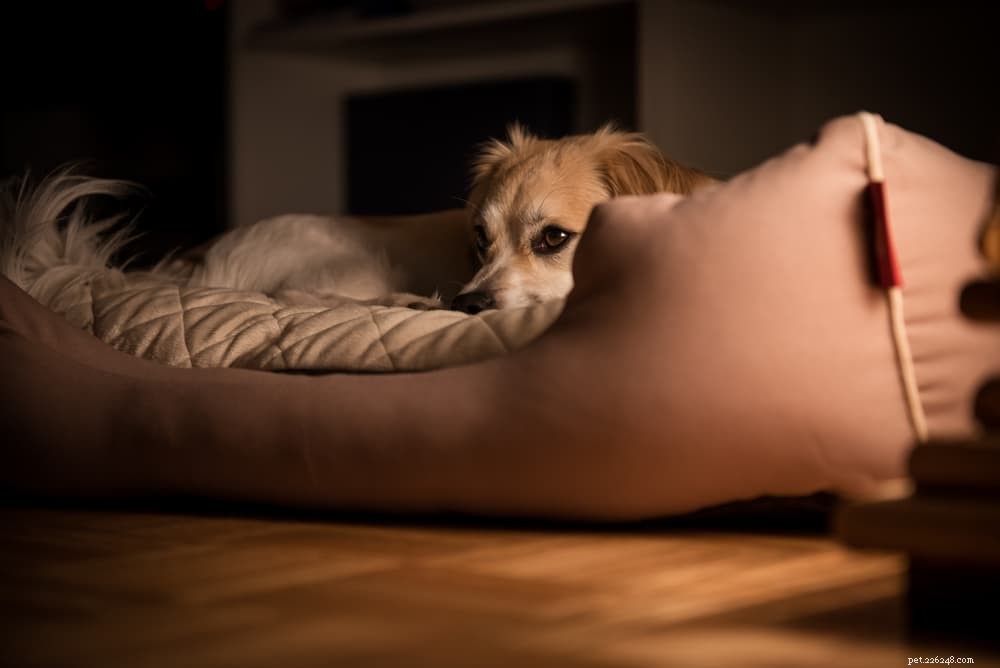 Why Dogs Fear the Dark: Insights into Their Nighttime Anxiety
