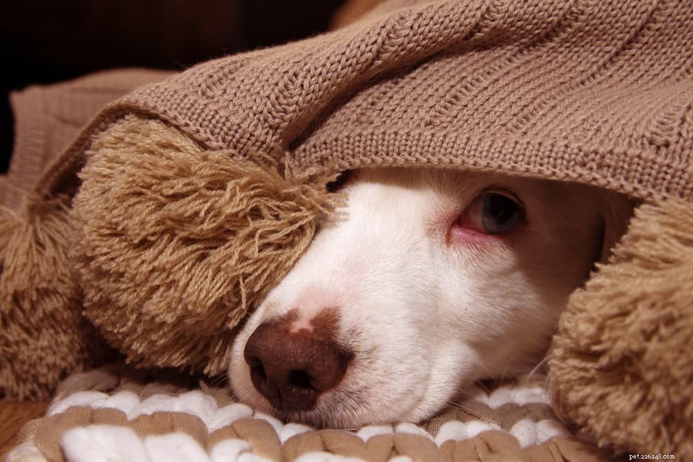 Why Dogs Fear the Dark: Insights into Their Nighttime Anxiety