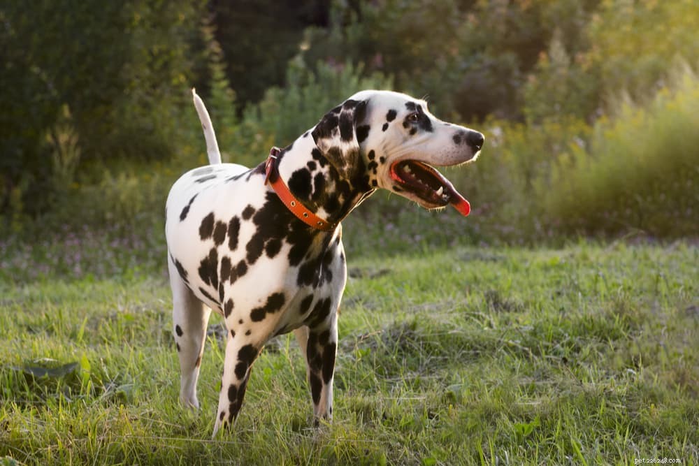 What Causes Dogs to Walk in Circles? Expert Guide to Safe vs. Medical Reasons