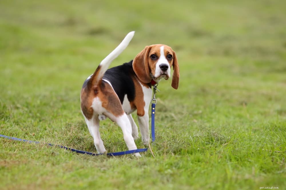What Causes Dogs to Walk in Circles? Expert Guide to Safe vs. Medical Reasons