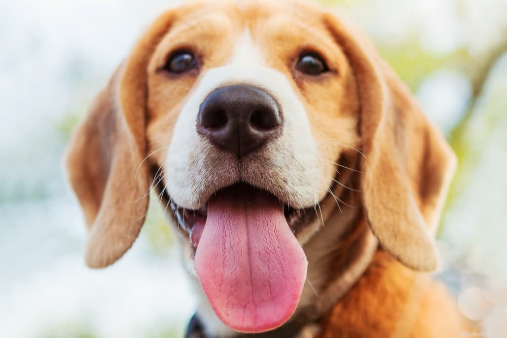 What Causes Dogs to Walk in Circles? Expert Guide to Safe vs. Medical Reasons