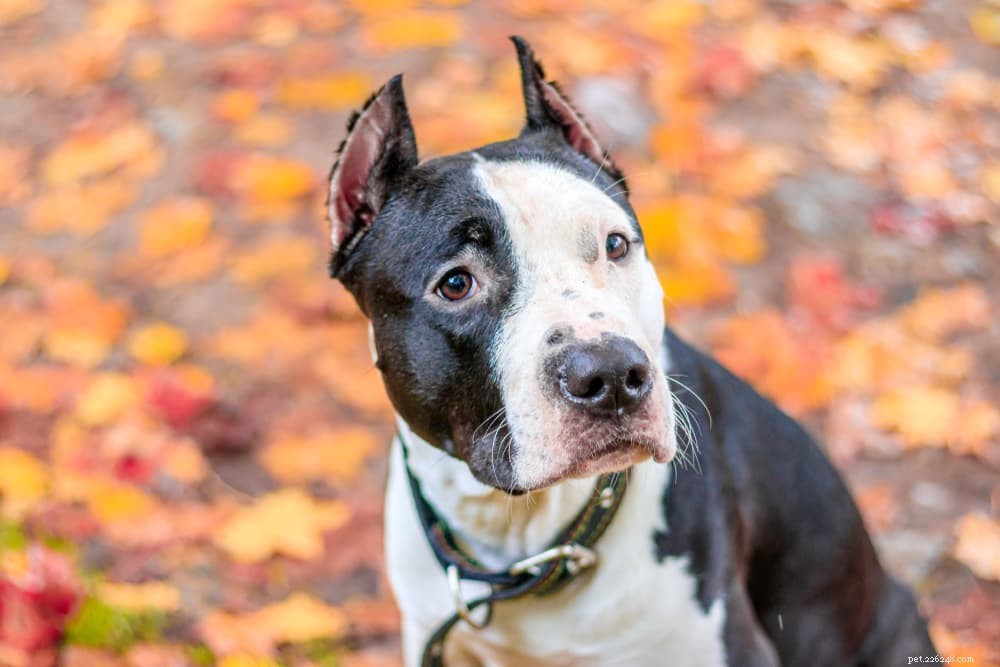 What Causes Dogs to Walk in Circles? Expert Guide to Safe vs. Medical Reasons