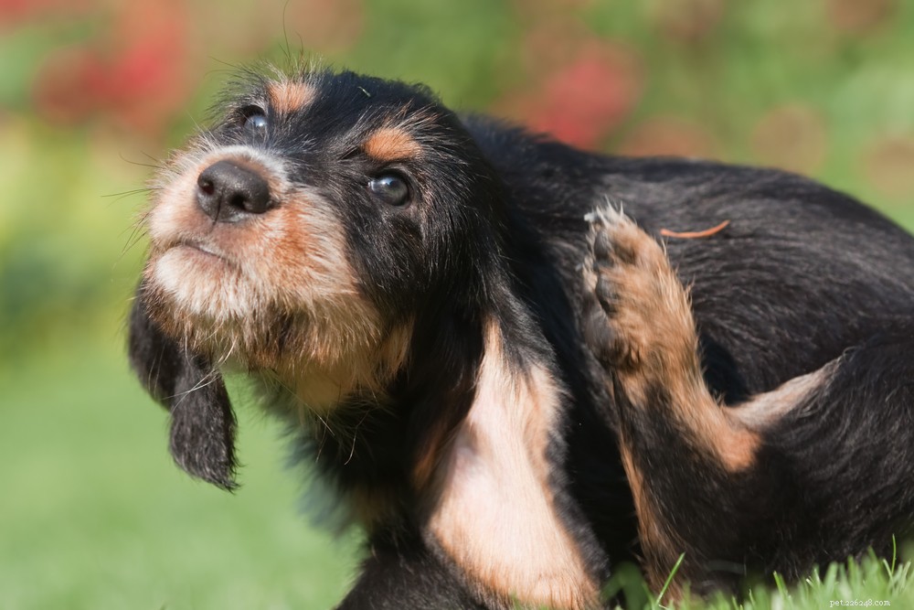 What Causes Dogs to Walk in Circles? Expert Guide to Safe vs. Medical Reasons