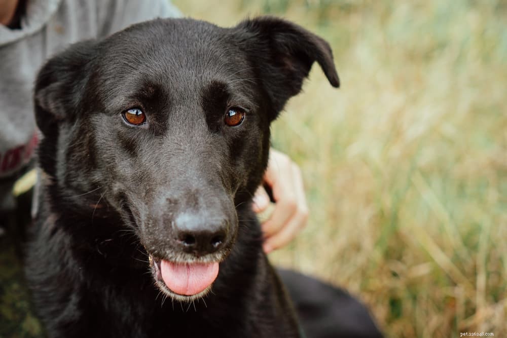 What Causes Dogs to Walk in Circles? Expert Guide to Safe vs. Medical Reasons