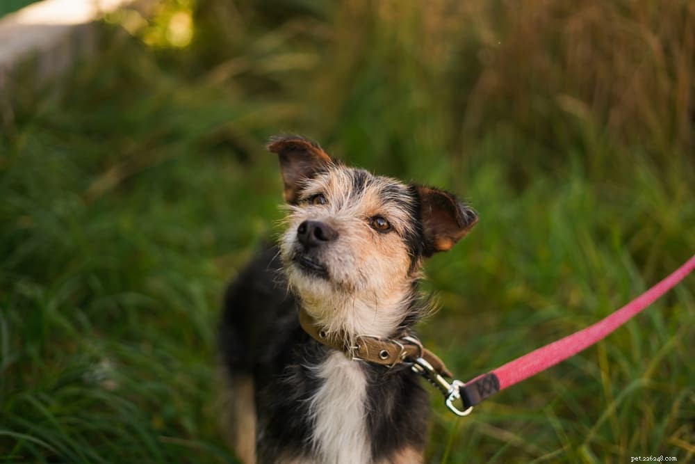 What Causes Dogs to Walk in Circles? Expert Guide to Safe vs. Medical Reasons