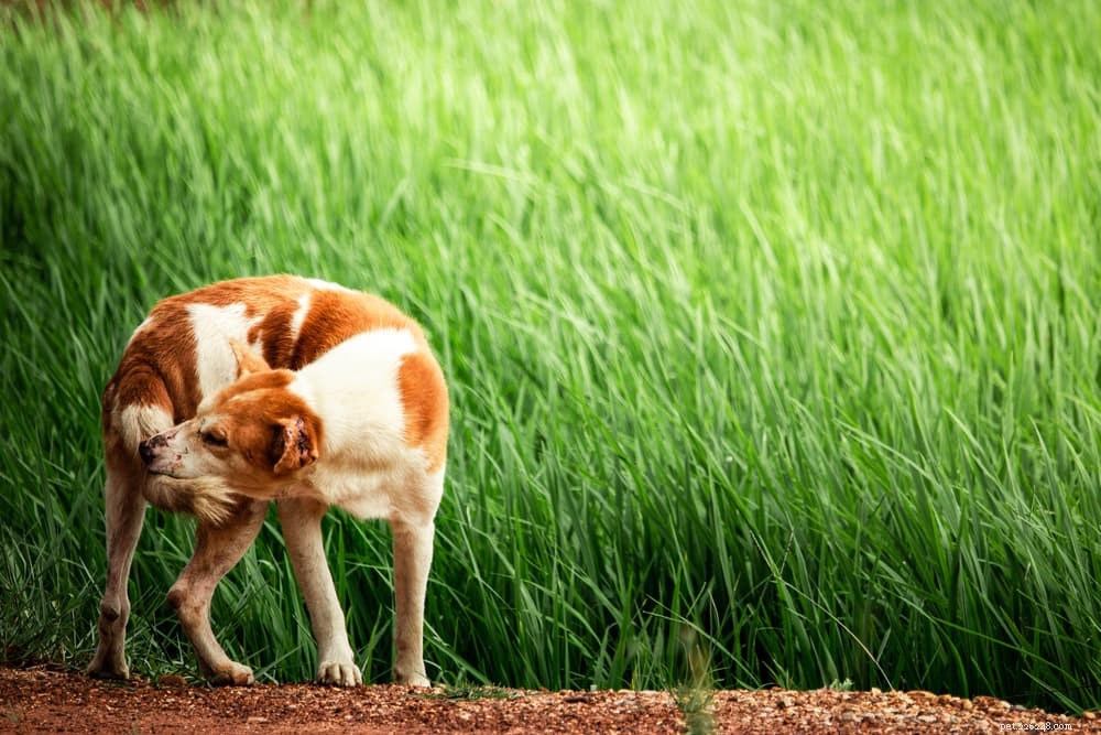 What Causes Dogs to Walk in Circles? Expert Guide to Safe vs. Medical Reasons