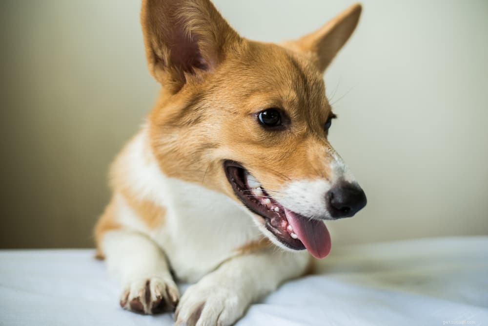 What Causes Dogs to Walk in Circles? Expert Guide to Safe vs. Medical Reasons