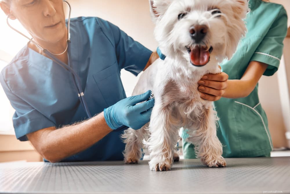 What Causes Dogs to Walk in Circles? Expert Guide to Safe vs. Medical Reasons