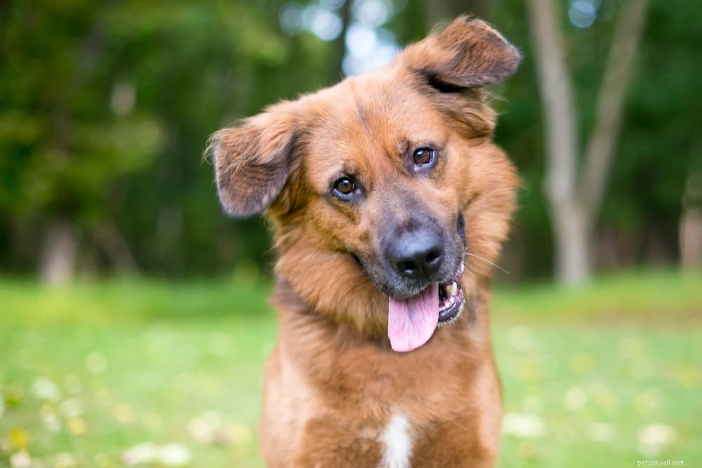 What Causes Dogs to Walk in Circles? Expert Guide to Safe vs. Medical Reasons