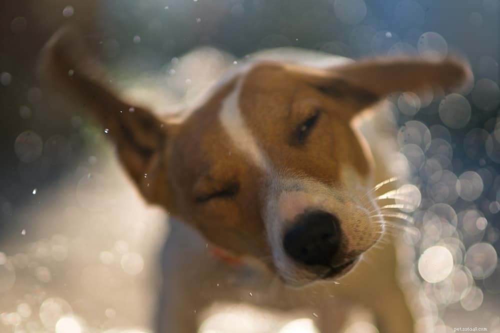Understanding Why Dogs Shake Their Heads: Common Causes & What to Do