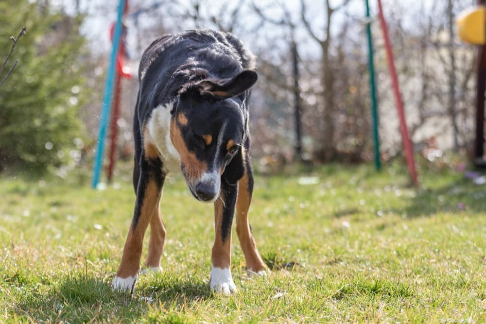 Understanding Why Dogs Shake Their Heads: Common Causes & What to Do