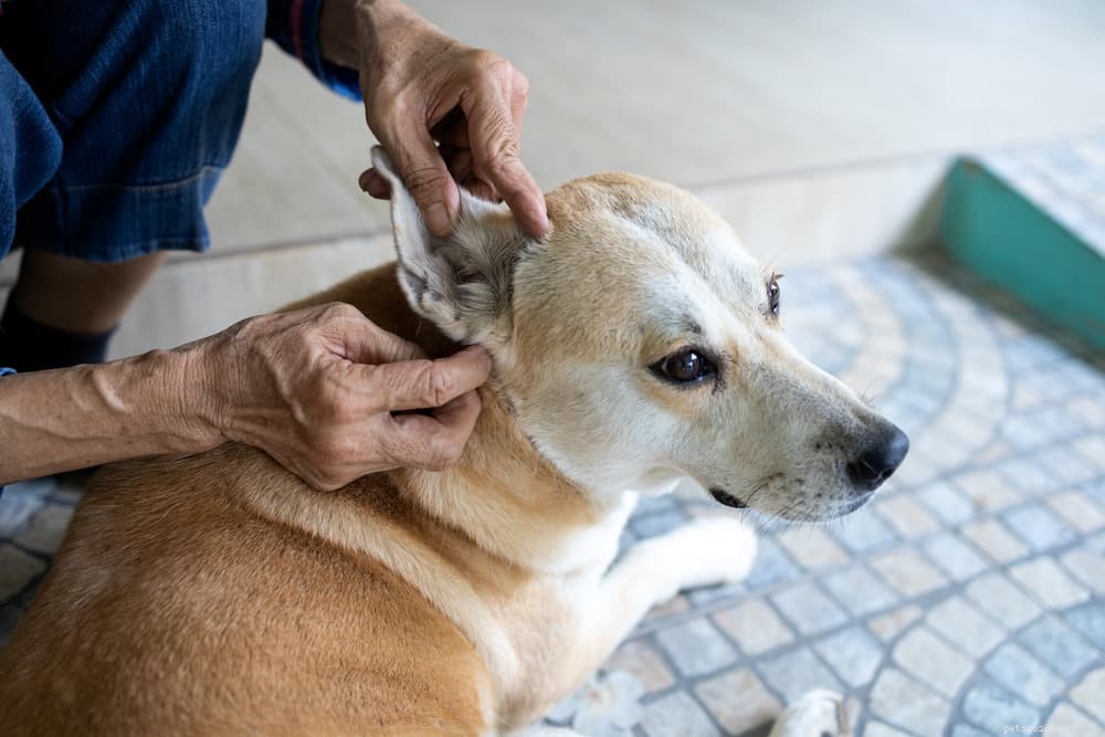Understanding Why Dogs Shake Their Heads: Common Causes & What to Do