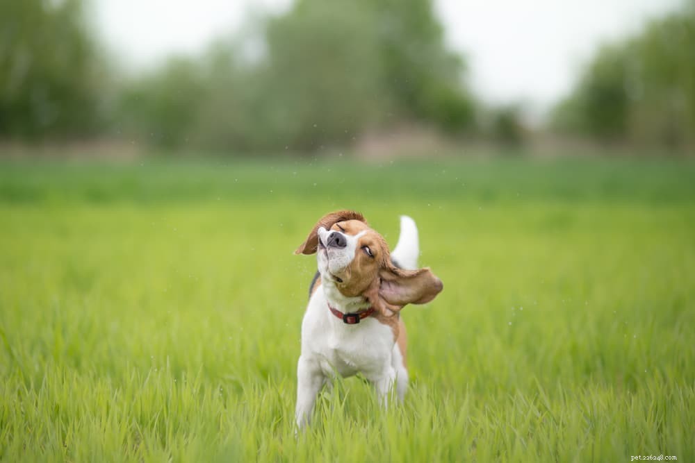 Understanding Why Dogs Shake Their Heads: Common Causes & What to Do