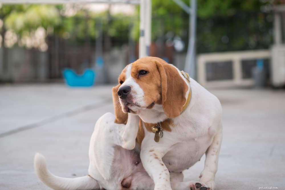 Understanding Why Dogs Shake Their Heads: Common Causes & What to Do
