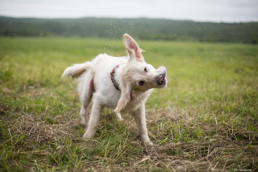 Understanding Why Dogs Shake Their Heads: Common Causes & What to Do
