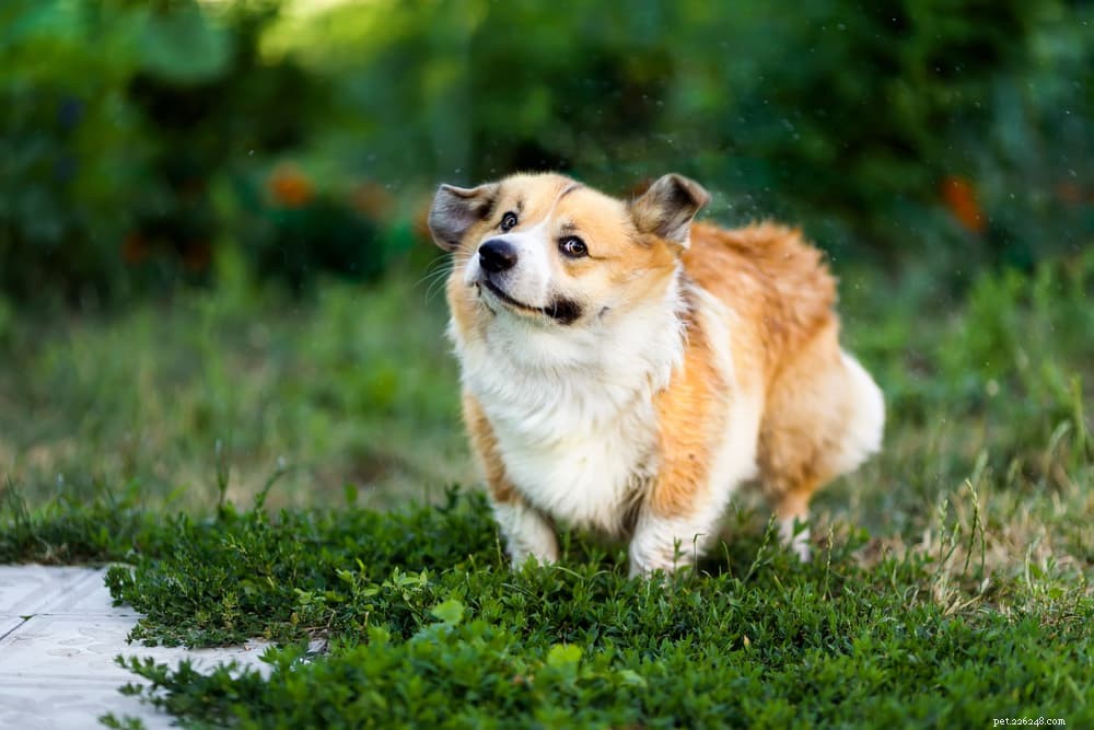 Understanding Why Dogs Shake Their Heads: Common Causes & What to Do