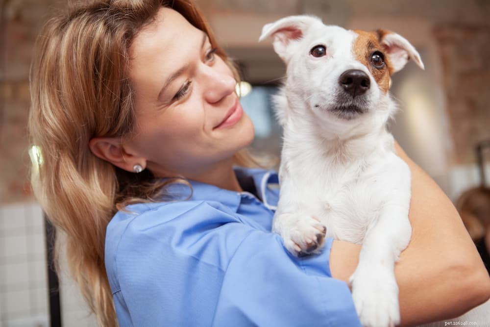 Understanding Why Dogs Shake Their Heads: Common Causes & What to Do