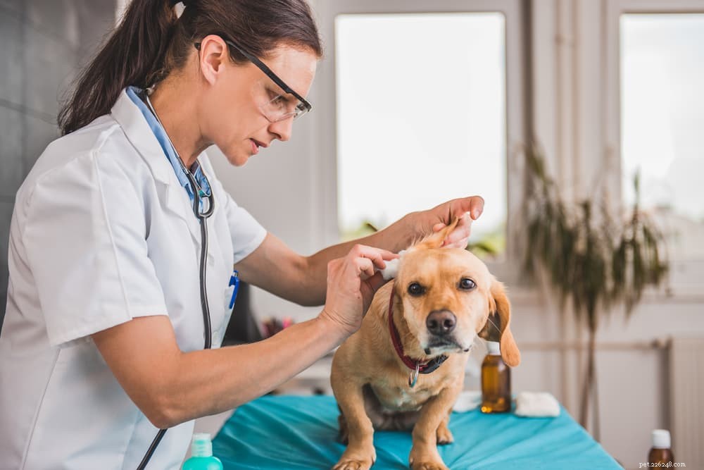 Understanding Why Dogs Shake Their Heads: Common Causes & What to Do