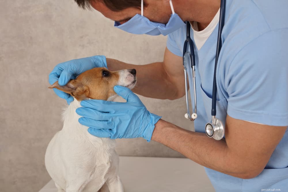 Understanding Why Dogs Shake Their Heads: Common Causes & What to Do