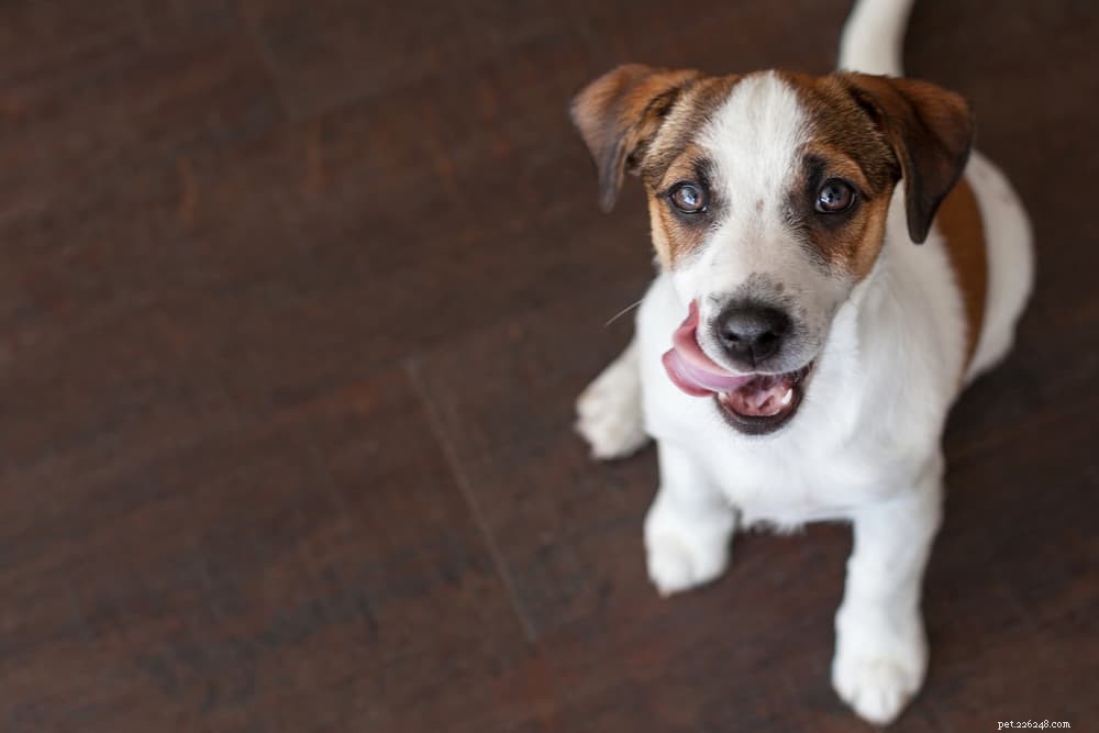 Understanding Why Your Dog Licks the Floor: Causes, Concerns, and Care