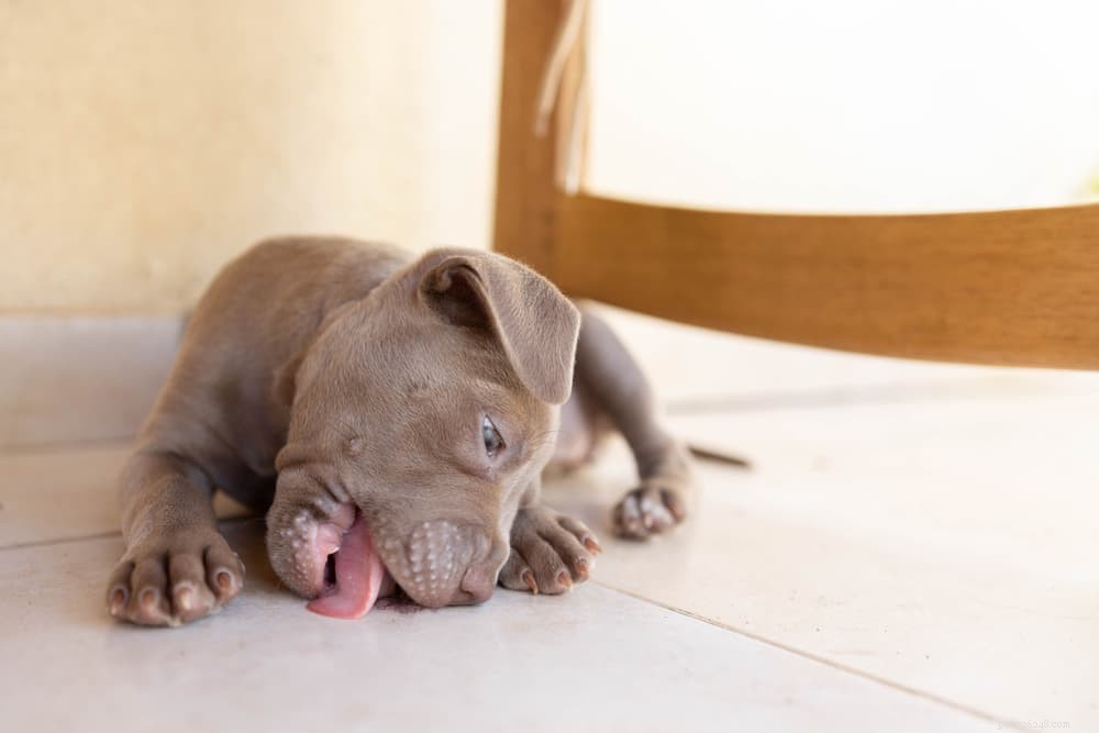 Understanding Why Your Dog Licks the Floor: Causes, Concerns, and Care