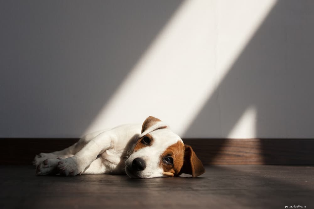 Understanding Why Your Dog Licks the Floor: Causes, Concerns, and Care