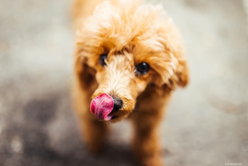 Understanding Why Your Dog Licks the Floor: Causes, Concerns, and Care