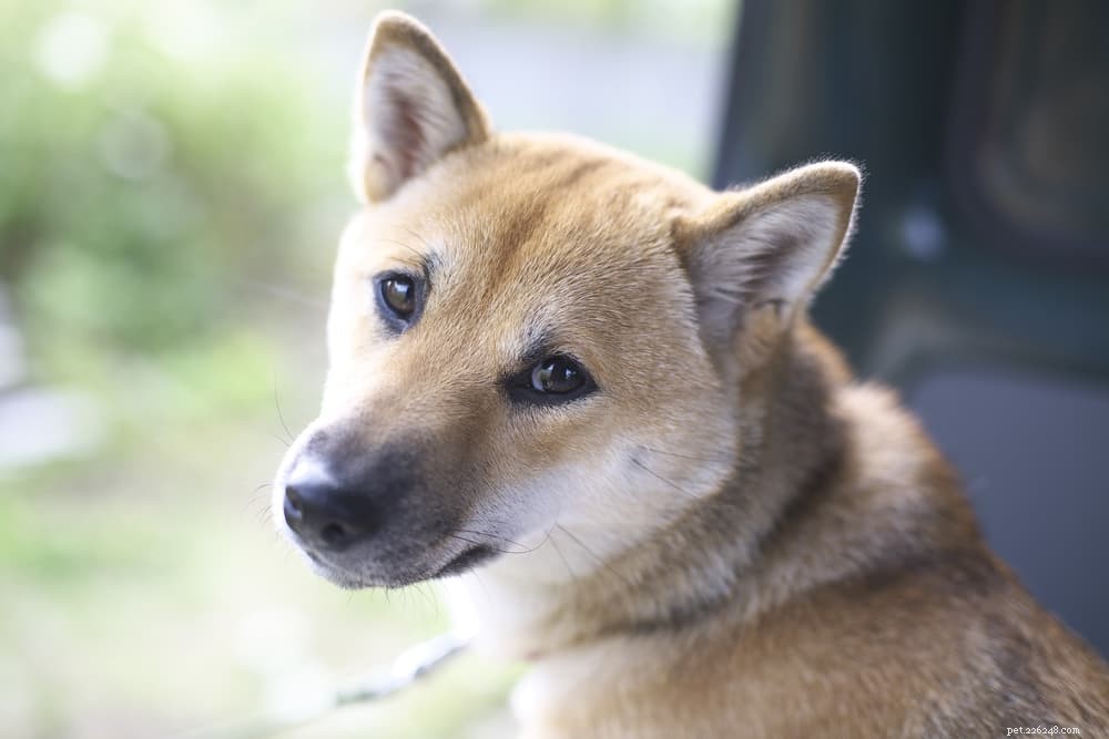 Understanding Why Your Dog Licks the Floor: Causes, Concerns, and Care