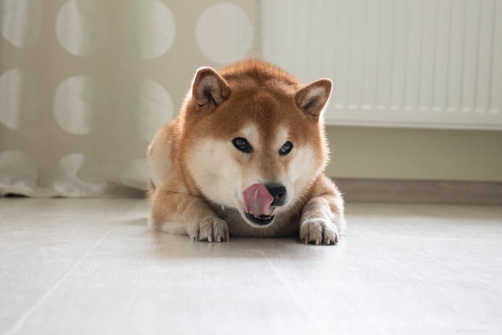 Understanding Why Your Dog Licks the Floor: Causes, Concerns, and Care