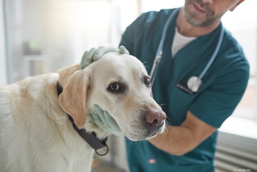 Understanding Why Your Dog Licks the Floor: Causes, Concerns, and Care