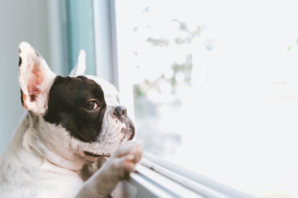 9 Clear Signs Your Dog Is Experiencing Loneliness