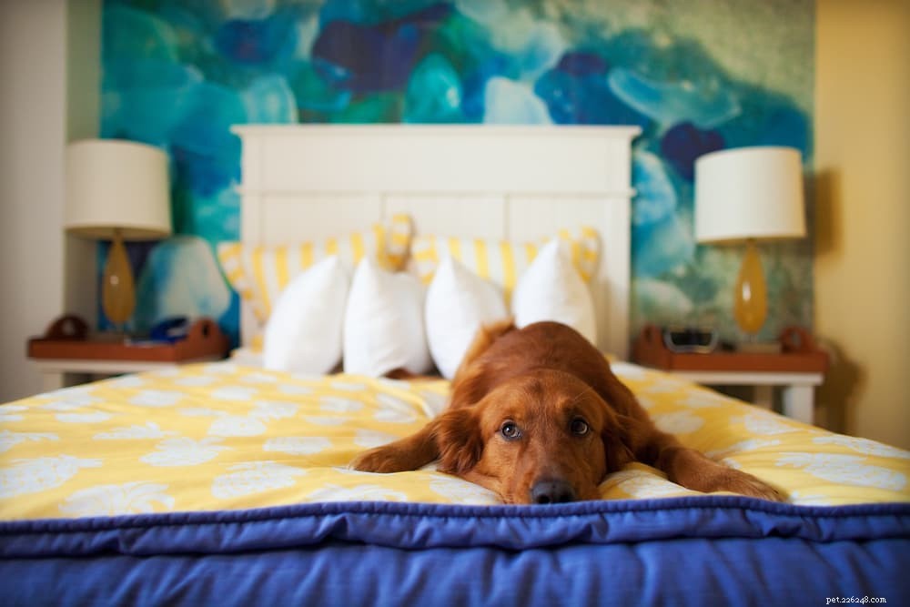 9 Clear Signs Your Dog Is Experiencing Loneliness
