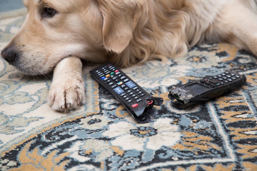 9 Clear Signs Your Dog Is Experiencing Loneliness