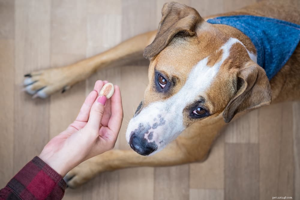 9 Clear Signs Your Dog Is Experiencing Loneliness