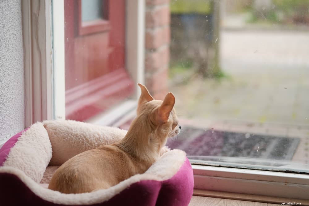 9 Clear Signs Your Dog Is Experiencing Loneliness