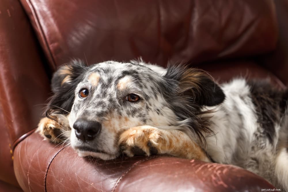 9 Clear Signs Your Dog Is Experiencing Loneliness