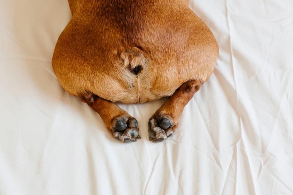 Dog Scooting Explained: Causes & Effective Solutions