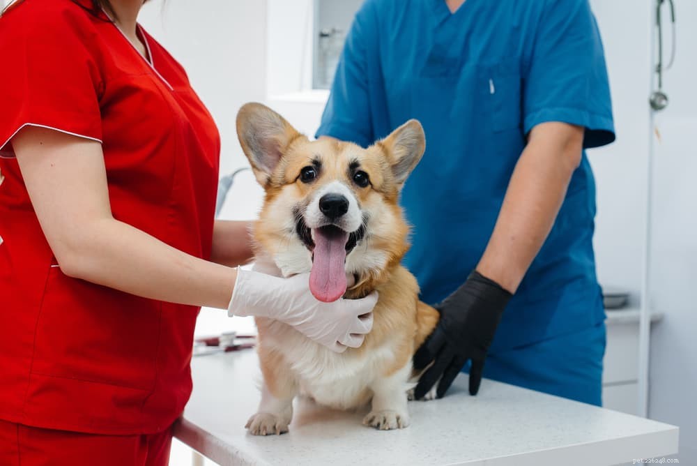 Dog Scooting Explained: Causes & Effective Solutions