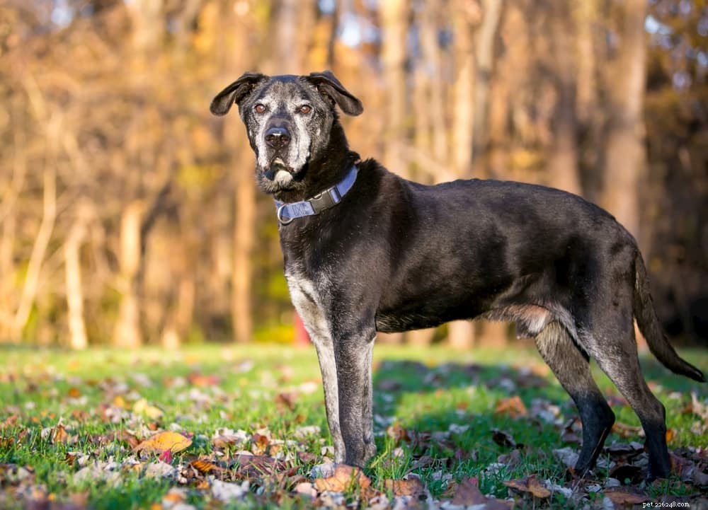 6 Hidden Signs Your Dog Is In Pain – How to Spot Them