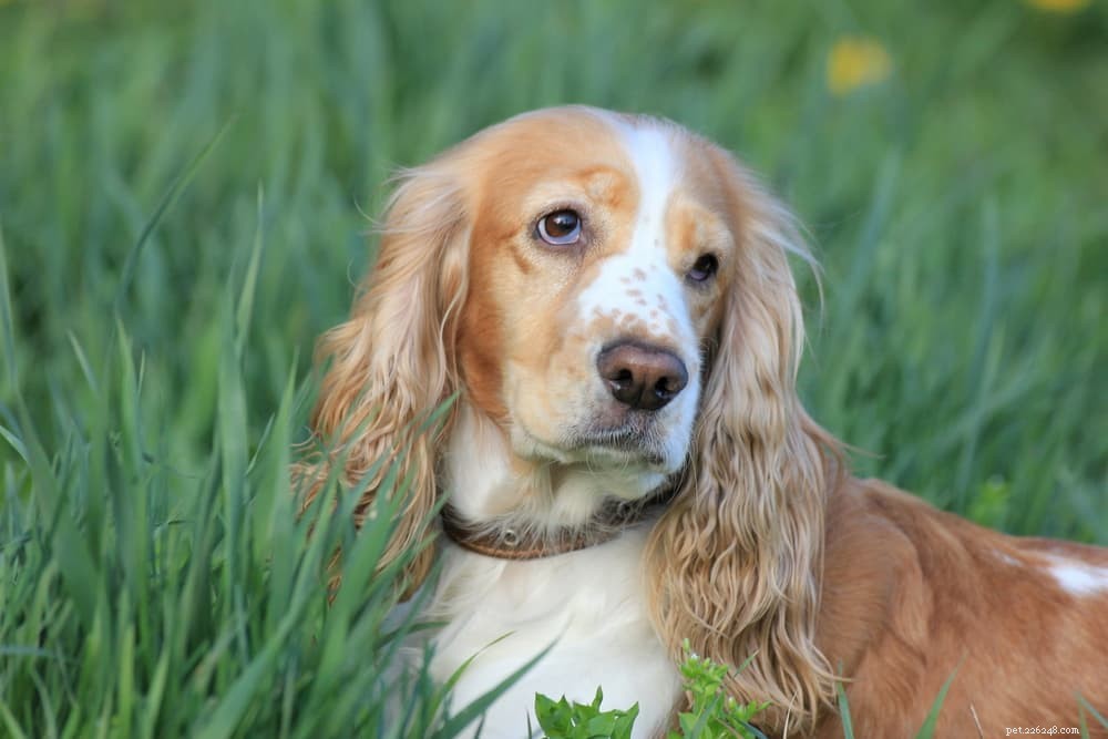 6 Hidden Signs Your Dog Is In Pain – How to Spot Them