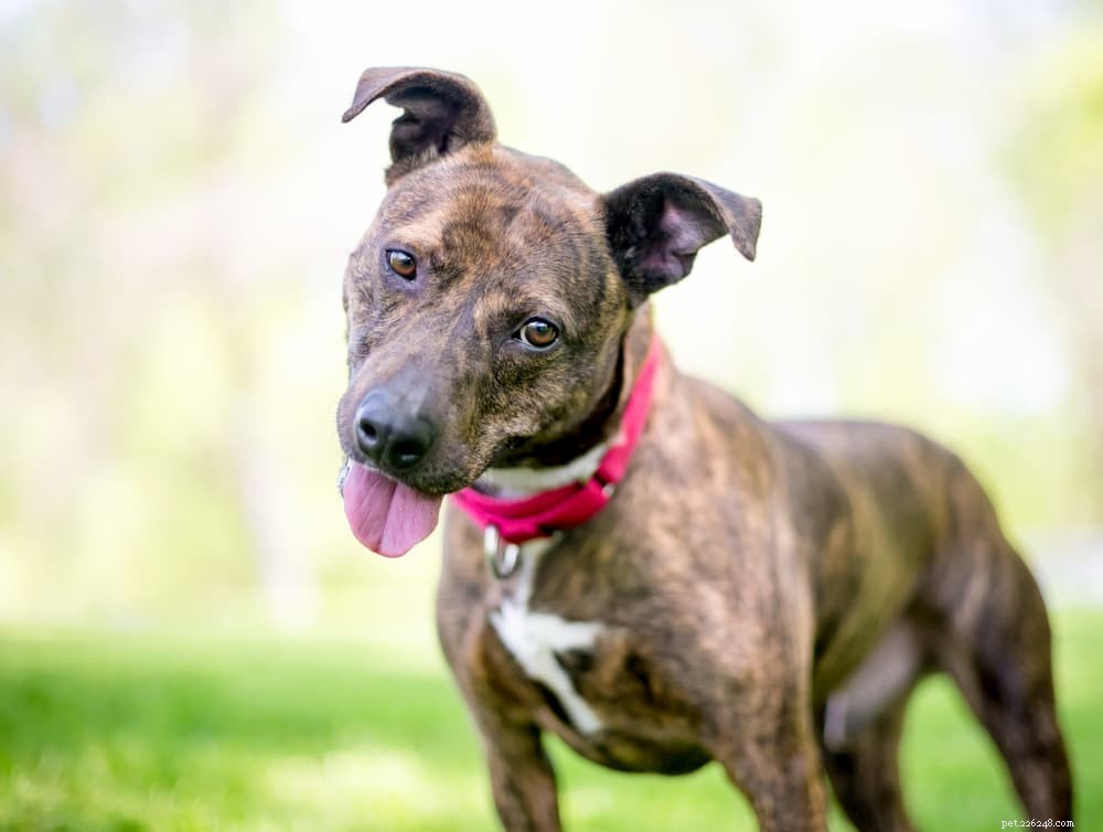 Decoding Your Dog s Body Language: A Comprehensive Guide