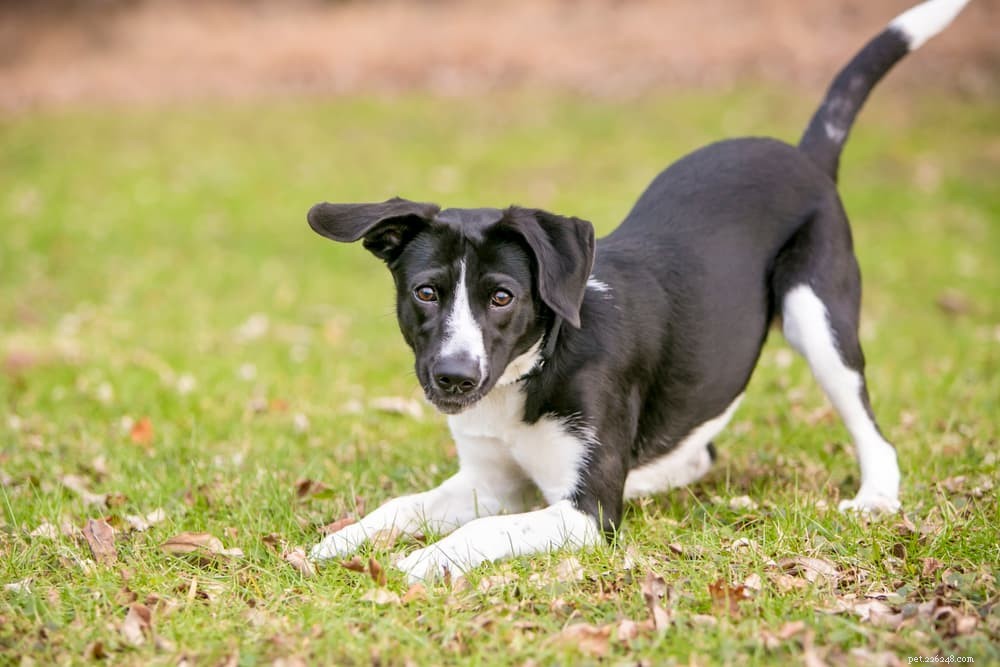 Decoding Your Dog s Body Language: A Comprehensive Guide