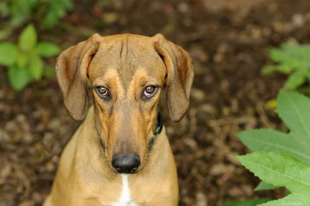 Decoding Your Dog s Body Language: A Comprehensive Guide