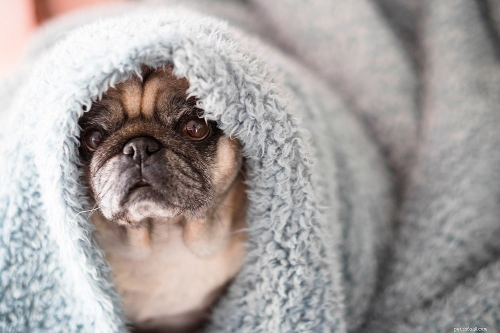 5 Key Behavioral Shifts in Senior Dogs You Should Notice