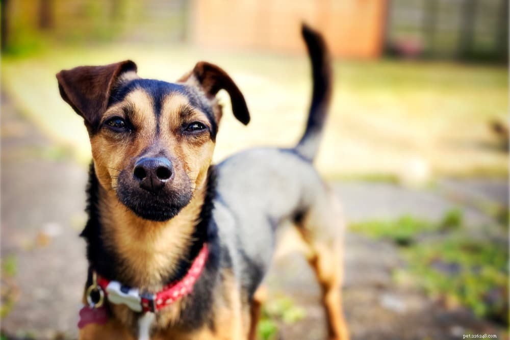 Dog Tail Behavior: What Wagging, Chasing, and More Reveal About Your Pet
