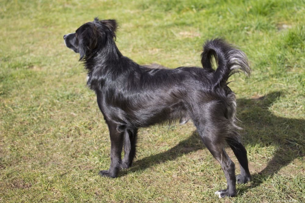 Dog Tail Behavior: What Wagging, Chasing, and More Reveal About Your Pet
