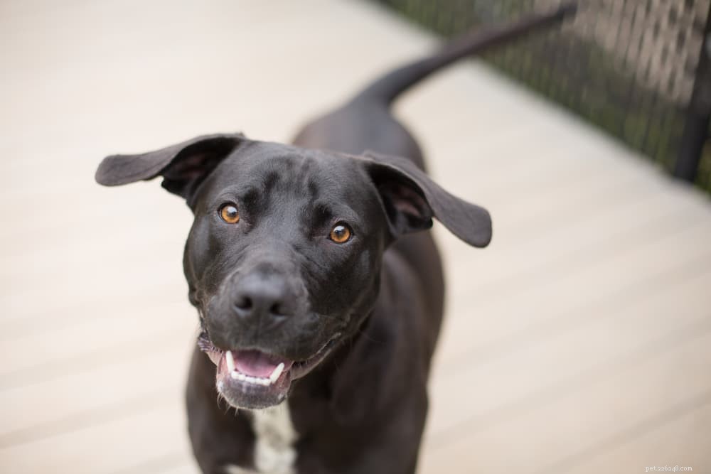 Dog Tail Behavior: What Wagging, Chasing, and More Reveal About Your Pet